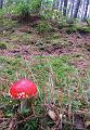 Herfstwandeling op 20-10-2013 (25)